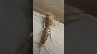 Lepisma saccharina Silverfish [upl. by Telimay]