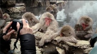 Snow monkeys soak in hot springs of Japan [upl. by Hannus]