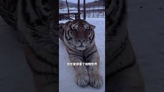 It turns out to be a bipedal beast Hengdaohezi Siberian Tiger Park [upl. by Atenahs]