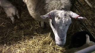 Day Three into lambing 2024 [upl. by Griff]