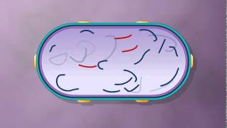 Generalized Transduction Bacterial Recombination Collected by Krishna Thapa [upl. by Alisia]