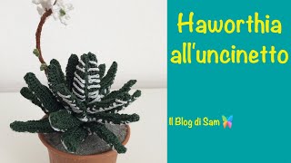 Spiegazione dell Haworthia alluncinetto [upl. by Saisoj]