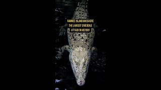 Ramree island massacre the largest crocodile attack in history shorts [upl. by Niryt17]