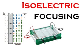 Isoelectric focusing in 2d gel electrophoresis [upl. by Bouldon855]