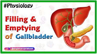 Filling and emptying of the Gallbladder Animation  Usmle step 1 Physiology Animations [upl. by Tracee]