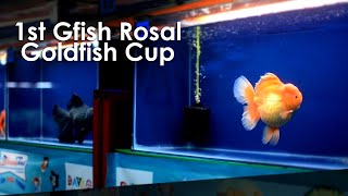 1st Gfish Rosal Goldfish Cup [upl. by Nanon]