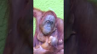 Loving Glance Mom Orangutan Adores Her Baby Boy [upl. by Odlauso960]