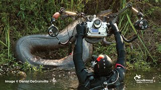 Anacondas in Brazil Adventure [upl. by Stan490]