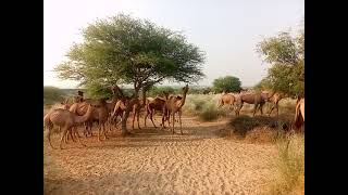 The Largest group camel Walking A forest park Ari [upl. by Lubba]