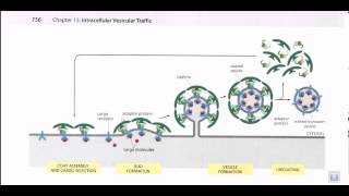 Vesicle formation [upl. by Iadam]