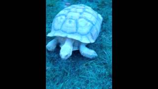 Sulcata Tortoise Homer running at WARP SPEED [upl. by Biancha]