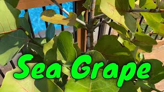 Sea Grape Coccoloba uvifera Update [upl. by Arihat]