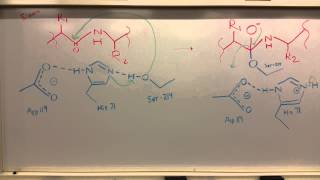 Pancreatic Elastase [upl. by Sato]