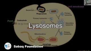 Lysosomes Biology Lecture  Sabaqpk [upl. by Eelatan]