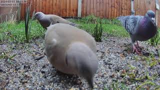 A pair of Eurasian Collared Doves back again  11032024 102108 [upl. by Rogerio403]