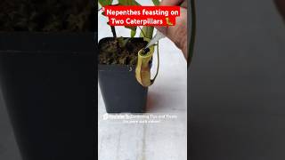 Feeding my Nepenthes two juicy caterpillars🐛 pitcherplant nepenthesplant carnivorousplants [upl. by Haslett]