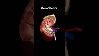 renal pelvis  renal pelvis anatomy foryou shorts [upl. by Acinorav796]