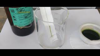 chromatography of Spinach  Class 11 Biology Practical Class 12 Chemistry Practical [upl. by Otreblon]