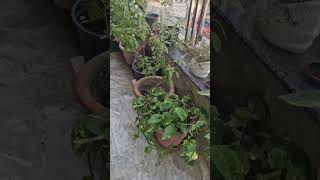 Tulsi plant care tulsi vastulogy astrolgy terracegardeningforbeginners [upl. by Etz]