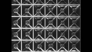 Mesenchymal stem cells spheroid formation in Sphericalplates 5D [upl. by Thora]