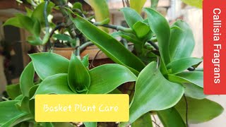 02How To Grow and Care Callisia Fragrans Basket PlantChain PlantOctopus Plant [upl. by Yrro]