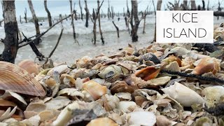 Exploring an island of seashells Bucket list shells and fabulous ocean treasures [upl. by Allerym]