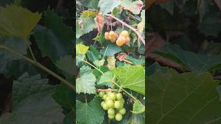 Growing Scuppernong Grapes in Florida How To Tell When Ripe floridagardening homegrown grapes [upl. by Eniledgam318]