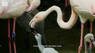 Bijzonder twee mannetjesflamingos voeden samen een jong op in Beekse Bergen [upl. by Iosep938]