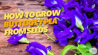 How to Grow Butterfly Pea from Seeds The Complete Guide [upl. by Eimaral466]