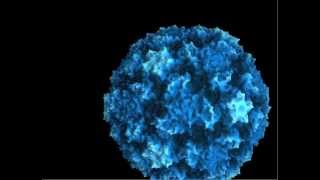 Animation  rhinovirus A16 binds receptor hilghight structure features [upl. by Stinky]