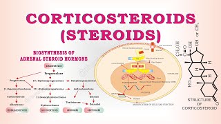 Steroids  Corticosteroids  classification of steroids [upl. by Asilana]