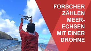 Meerechsen zählen mit einer Drohne Forschungsprojekt der Uni Leipzig auf den GalápagosInseln [upl. by Renat131]