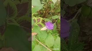 എന്റെ ചെടികൾ 🥰 വെറൈറ്റി കളർ super gardening garden flowerschedikal flower kashuttans world [upl. by Ariak538]