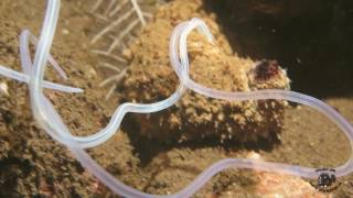 Sea Cucumber Ejecting Cuvierian Tubules [upl. by Ozkum798]