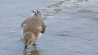 Semipalmated sandpiper feeding on biofilm [upl. by Ahsil]