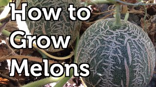 How to Grow Melons Vertically in Colder Climates [upl. by Letsirhc]