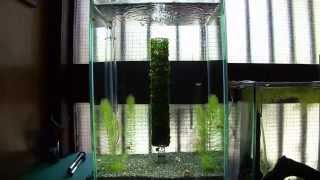 実験水槽その４ ウィローモスを回転させてみた Undergravel Filter Aquarium Setup [upl. by Thordis798]