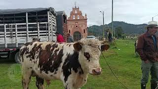 Feria ganadera vereda en Hato Sesquilé Cundinamarca [upl. by Norrehc]