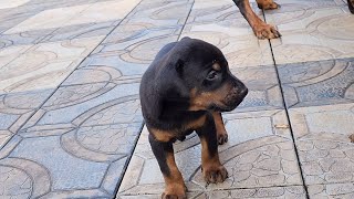 25 Days Old Doberman Puppies Playing With Mom 🐶 Luna [upl. by Rennane]