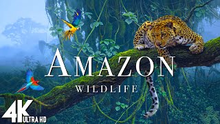 Amazon Wildlife In 4K  Animals That Call The Jungle Home  Amazon Rainforest  Relaxation Film [upl. by Nnayhs131]