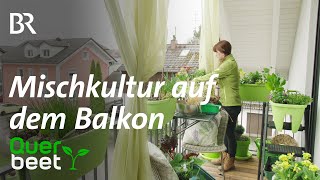 Mischkultur auf dem Balkon  Tipps von Sabrina [upl. by Tini]