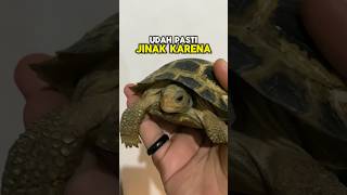 Makanan Kurakura Darat Forsteni Tortoise Asli Indonesia [upl. by Orin]