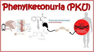 Phenyl Ketonuria  genetic defects in aminoacid metabolism [upl. by Yelsa583]