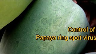 Papaya Ring Spot Virus [upl. by Adlai22]