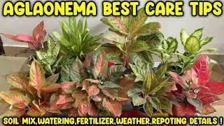 Aglaonema plant care fertilizer repotting soil mix water requirements valentine aglaonema [upl. by Stannwood708]