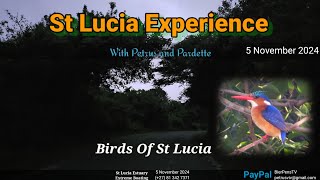 St Lucia Experience  5 November 2024 [upl. by Pelag644]