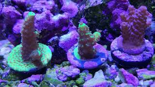 ChemiClean Success AllForReef Overdose 06292023 [upl. by Aretta896]