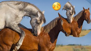 Horse Video 😚  Horse Lover [upl. by Merp]