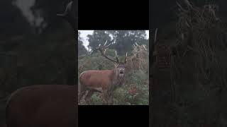 Red deer stag bellowing in slow motion [upl. by Aeriela]