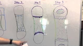 Endochondral Ossification Teaching Project [upl. by Ulberto929]